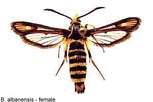 albanensis-f.jpg - 16.18 K