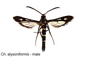 alysonif_m.jpg - 11.80 K