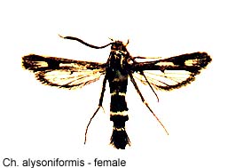 alysoniformis-f.jpg - 14.13 K