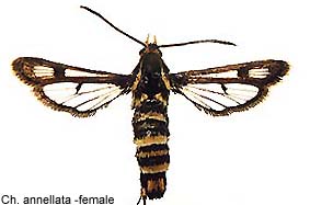 annellata_f.jpg - 15.10 K