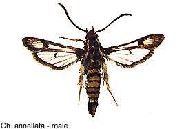 annellata_m.jpg - 13.73 K