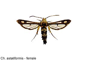 astatif-f.jpg - 10.44 K