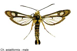 astatif-m.jpg - 15.21 K