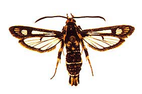 bibionif_f.jpg - 14.93 K