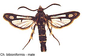 bibionif_m.jpg - 18.30 K