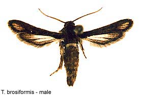 brosif_m.jpg - 13.23 K