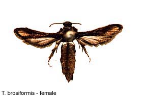 brosifo_f.jpg - 11.22 K