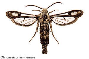 crassicrnis-f.jpg - 16.93 K