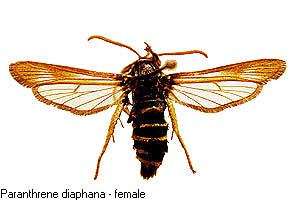 diaphana-f.jpg - 17.95 K