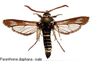 diaphana-m.jpg - 19.32 K