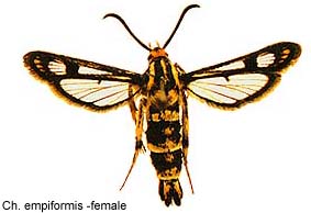 empif-f.jpg - 15.83 K