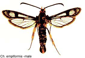 empif-m.jpg - 17.47 K