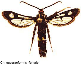 euceraef_f.jpg - 17.97 K