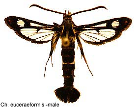 euceraef_m.jpg - 17.79 K