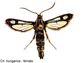 hungarica_f.jpg - 16.32 K