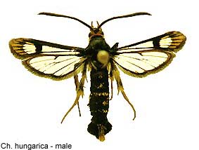 hungarica_m.jpg - 17.53 K