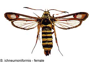 ichneumon-f.jpg - 18.25 K