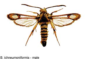 ichneumon-m.jpg - 16.64 K
