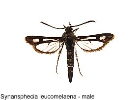 leucomelaena-m.jpg - 12.18 K