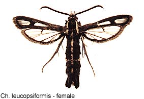leucopsif_f.jpg - 15.69 K