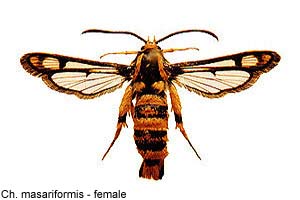 masarif-f.jpg - 16.61 K