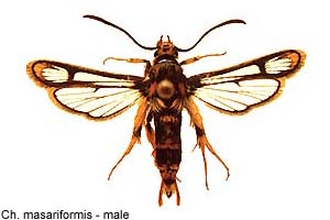 masarif-m.jpg - 16.04 K