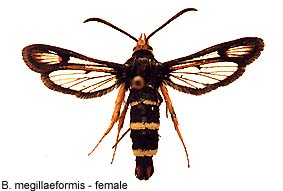 megillaef_f.jpg - 16.92 K