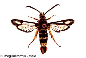 megillaef_m.jpg - 15.75 K