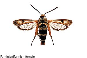 miniani-f.jpg - 13.90 K