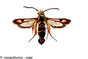 miniani-m.jpg - 13.81 K