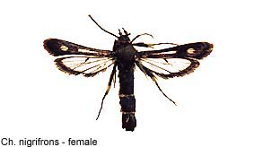 nigrifrons-f.jpg - 11.43 K