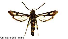 nigrifrons-m.jpg - 12.64 K
