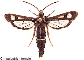 palustris_f.jpg - 17.06 K