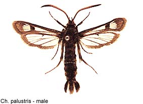 palustris_m.jpg - 15.55 K