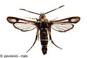 pavicevi-m.jpg - 16.78 K