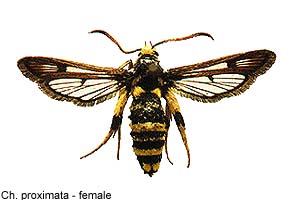 proximata-f.jpg - 17.03 K