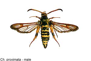 proximata-m.jpg - 15.09 K