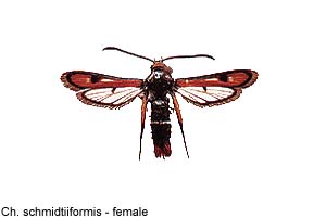 schmidt-f.jpg - 10.57 K