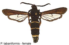 tabanif_f.jpg - 15.96 K