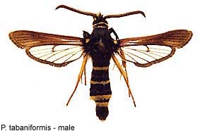 tabanif_m.jpg - 15.05 K