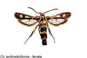 tenthredinif-f.jpg - 13.76 K