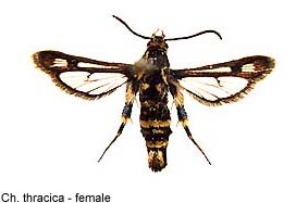 thracica_f.jpg - 13.48 K