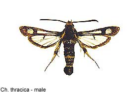 thracica_m.jpg - 12.81 K