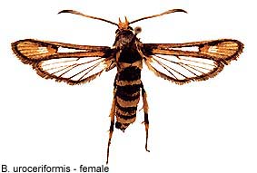 urocerif_f.jpg - 15.82 K