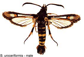urocerif_m.jpg - 17.26 K