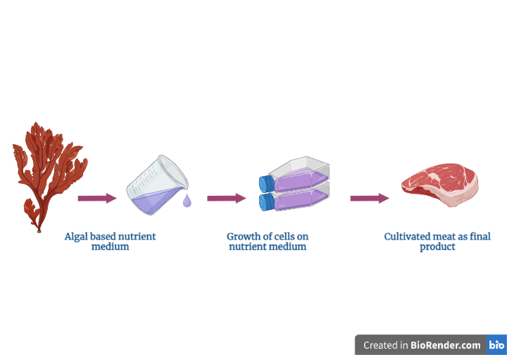 [Graphical project abstract 1]